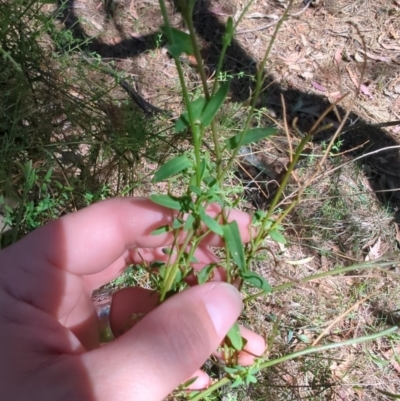 Einadia nutans subsp. nutans (Climbing Saltbush) at Majura, ACT - 10 Nov 2023 by Weasey138