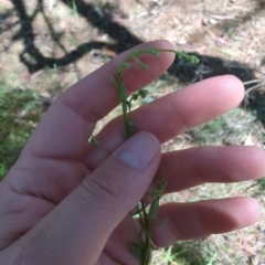 Einadia nutans subsp. nutans at Mount Majura - 10 Nov 2023 11:39 AM