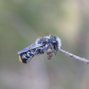 Megachile ferox at Springwood, NSW - 25 Nov 2022 06:01 PM