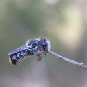 Megachile ferox at Springwood, NSW - 25 Nov 2022 06:01 PM