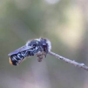 Megachile ferox at Springwood, NSW - 25 Nov 2022