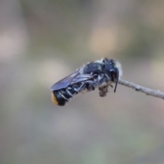 Megachile ferox at Springwood, NSW - 25 Nov 2022 06:01 PM