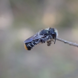 Megachile ferox at Springwood, NSW - 25 Nov 2022 06:01 PM
