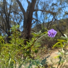 Solanum linearifolium (Kangaroo Apple) at Majura, ACT - 10 Nov 2023 by brettguy80