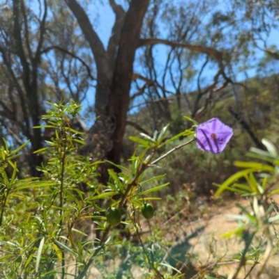 Solanum linearifolium (Kangaroo Apple) at Mount Majura - 10 Nov 2023 by brettguy80