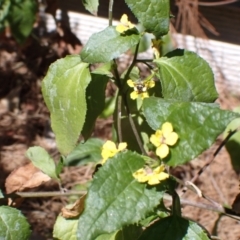 Lipotriches (Austronomia) phanerura at Springwood, NSW - suppressed