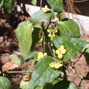 Lipotriches (Austronomia) phanerura at Springwood, NSW - suppressed