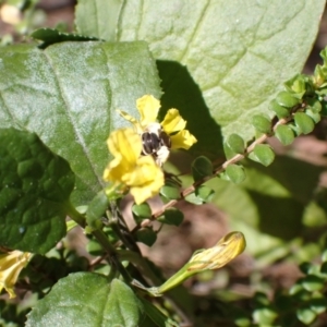 Lipotriches (Austronomia) phanerura at Springwood, NSW - 9 Oct 2023