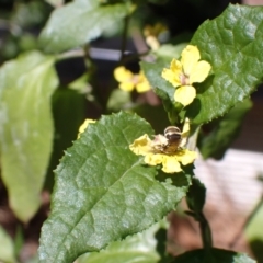 Lipotriches (Austronomia) phanerura at Springwood, NSW - suppressed