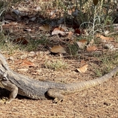 Pogona barbata (Eastern Bearded Dragon) at Watson, ACT - 10 Nov 2023 by Louisab