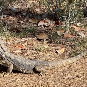 Pogona barbata at Watson, ACT - suppressed