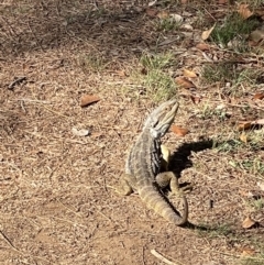 Pogona barbata at Watson, ACT - suppressed