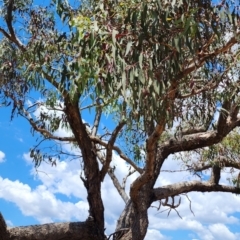 Eucalyptus nortonii at Wanniassa Hill - 11 Nov 2023 08:43 AM