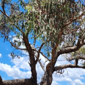 Eucalyptus nortonii at Wanniassa Hill - 11 Nov 2023 08:43 AM