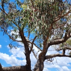 Eucalyptus nortonii at Wanniassa Hill - 11 Nov 2023