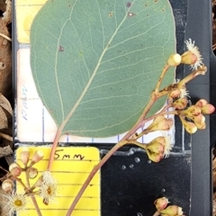 Eucalyptus polyanthemos subsp. polyanthemos (Red Box) at Tuggeranong, ACT - 10 Nov 2023 by Steve818