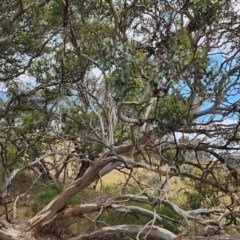 Eucalyptus polyanthemos subsp. polyanthemos at Wanniassa Hill - 11 Nov 2023 08:28 AM