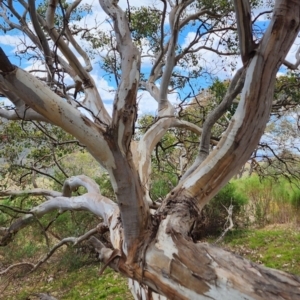 Eucalyptus polyanthemos subsp. polyanthemos at Wanniassa Hill - 11 Nov 2023