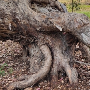 Eucalyptus polyanthemos subsp. polyanthemos at Wanniassa Hill - 11 Nov 2023