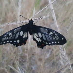 Papilio anactus at Watson, ACT - 7 Nov 2023