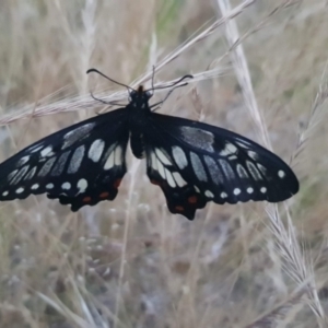 Papilio anactus at Watson, ACT - 7 Nov 2023 07:33 PM