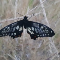 Papilio anactus (Dainty Swallowtail) at Watson, ACT - 7 Nov 2023 by MAX