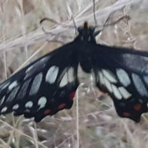 Papilio anactus at Watson, ACT - 7 Nov 2023 07:33 PM