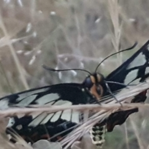 Papilio anactus at Watson, ACT - 7 Nov 2023 07:33 PM