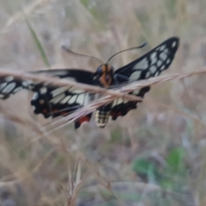 Papilio anactus at Watson, ACT - 7 Nov 2023 07:33 PM