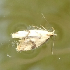 Diasceta terpnopis (A Concealer moth (Barea Group)) at Charleys Forest, NSW - 8 Nov 2023 by arjay