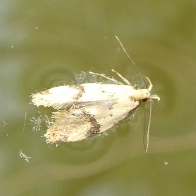 Diasceta terpnopis (A Concealer moth (Barea Group)) at Mongarlowe River - 8 Nov 2023 by arjay