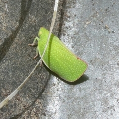 Siphanta acuta (Green planthopper, Torpedo bug) at Charleys Forest, NSW - 8 Nov 2023 by arjay