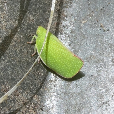 Siphanta acuta (Green planthopper, Torpedo bug) at Charleys Forest, NSW - 8 Nov 2023 by arjay