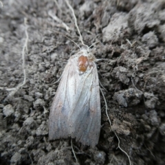 Mythimna (Pseudaletia) convecta (Common Armyworm) at Charleys Forest, NSW - 7 Nov 2023 by arjay