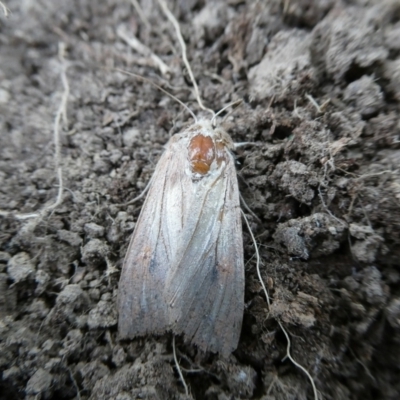 Mythimna (Pseudaletia) convecta (Common Armyworm) at Charleys Forest, NSW - 7 Nov 2023 by arjay