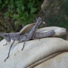 Coryphistes ruricola (Bark-mimicking Grasshopper) at Charleys Forest, NSW - 7 Nov 2023 by arjay