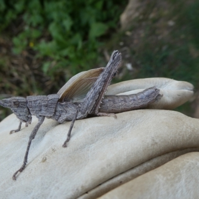 Coryphistes ruricola (Bark-mimicking Grasshopper) at Charleys Forest, NSW - 7 Nov 2023 by arjay