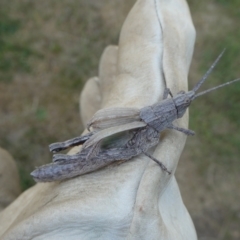 Coryphistes ruricola at QPRC LGA - suppressed