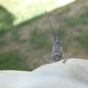 Coryphistes ruricola at QPRC LGA - suppressed