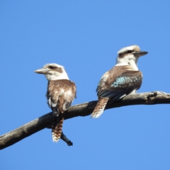 Dacelo novaeguineae (Laughing Kookaburra) at Tuggeranong, ACT - 9 Nov 2023 by HelenCross