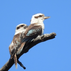 Dacelo novaeguineae at Bullen Range - 10 Nov 2023 07:58 AM