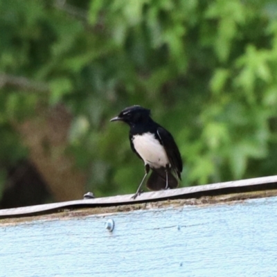 Rhipidura leucophrys (Willie Wagtail) at Bega, NSW - 8 Nov 2023 by KMcCue