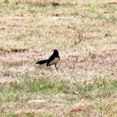 Rhipidura leucophrys at Bega, NSW - 8 Nov 2023