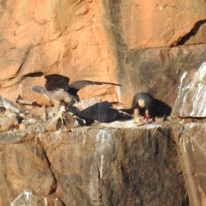 Falco peregrinus at Bullen Range - 10 Nov 2023 06:47 AM