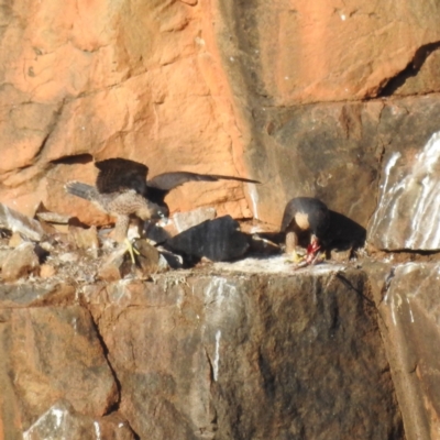 Falco peregrinus (Peregrine Falcon) at Bullen Range - 10 Nov 2023 by HelenCross