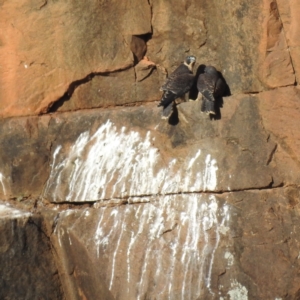 Falco peregrinus at Bullen Range - 10 Nov 2023 06:47 AM