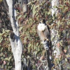 Falco peregrinus at Bullen Range - 10 Nov 2023 06:47 AM