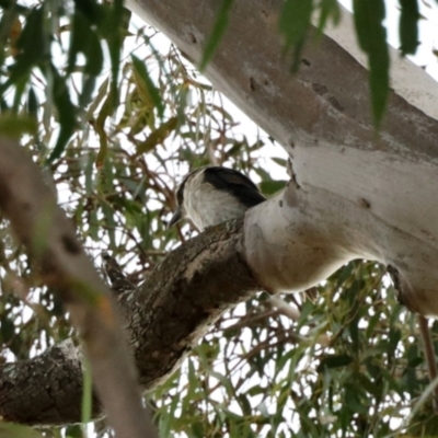 Cracticus torquatus (Grey Butcherbird) at Black Range, NSW - 8 Nov 2023 by KMcCue