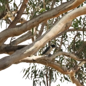 Cracticus torquatus at Black Range, NSW - 9 Nov 2023 07:38 AM