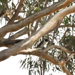 Cracticus torquatus at Black Range, NSW - 9 Nov 2023